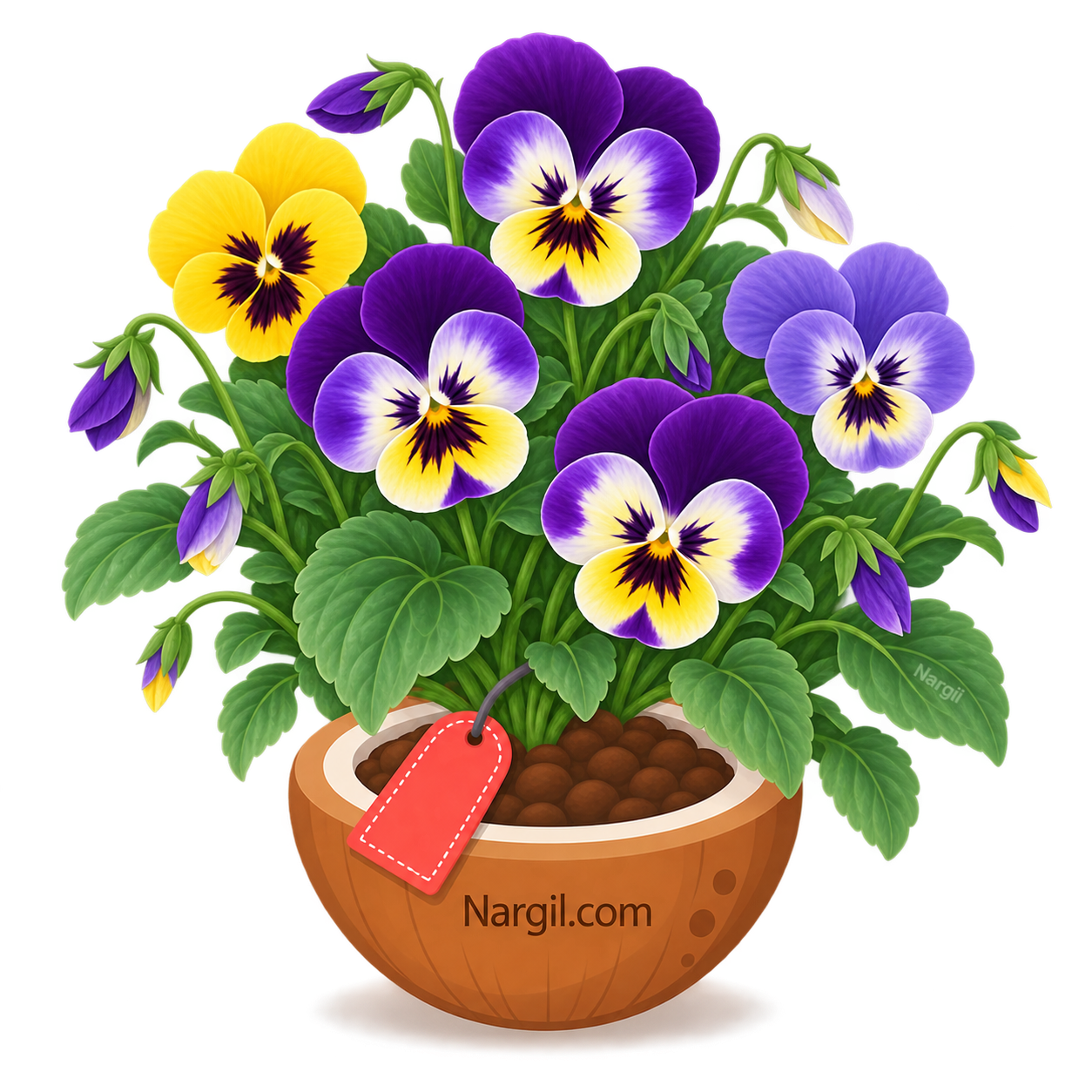 Nargil_Viola cornuta